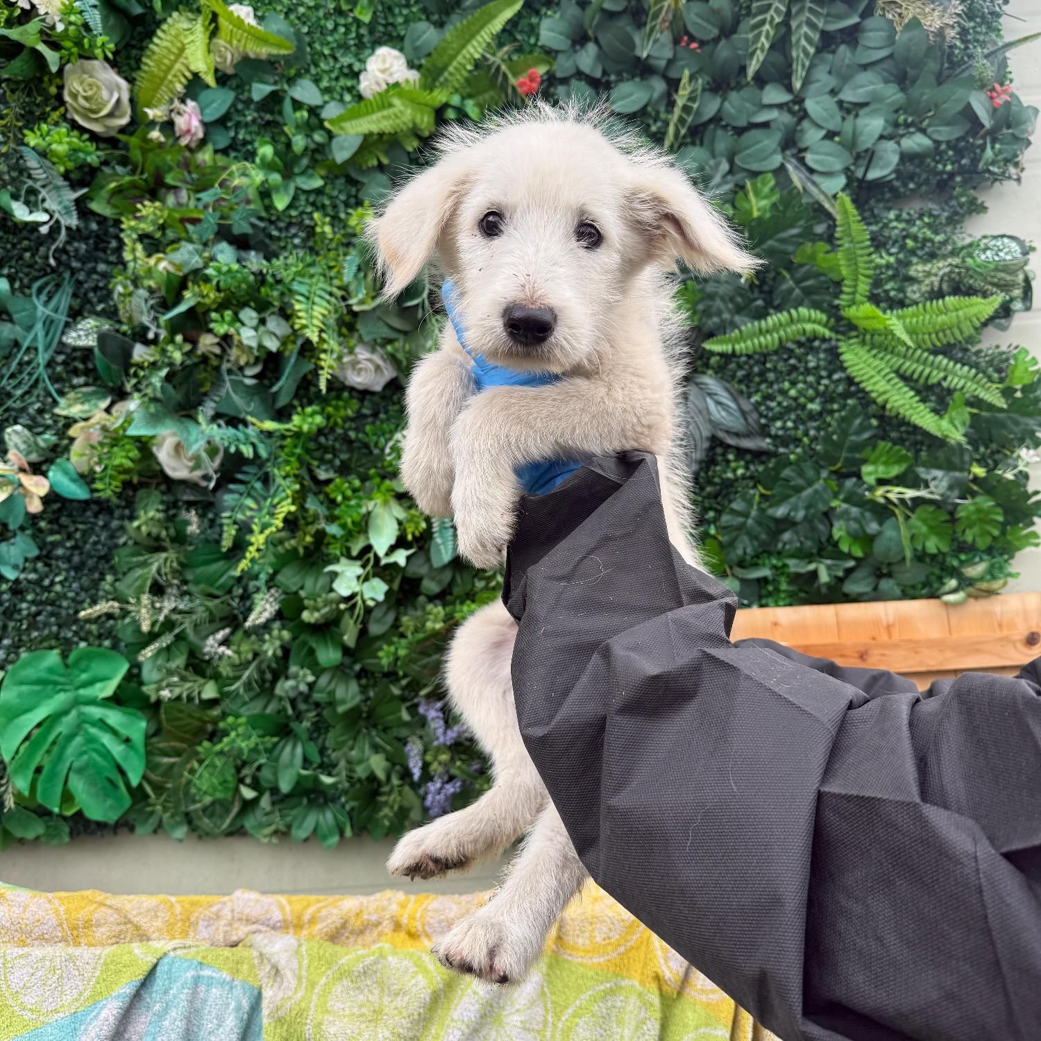 종료(자연사) 믹스…